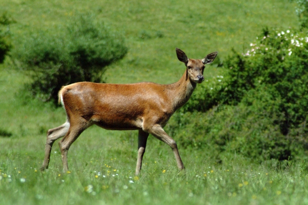 Ancora cervi